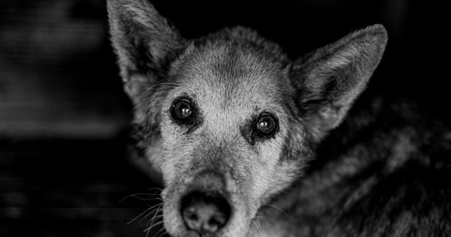 Portrait attentif d’un chien âgé
