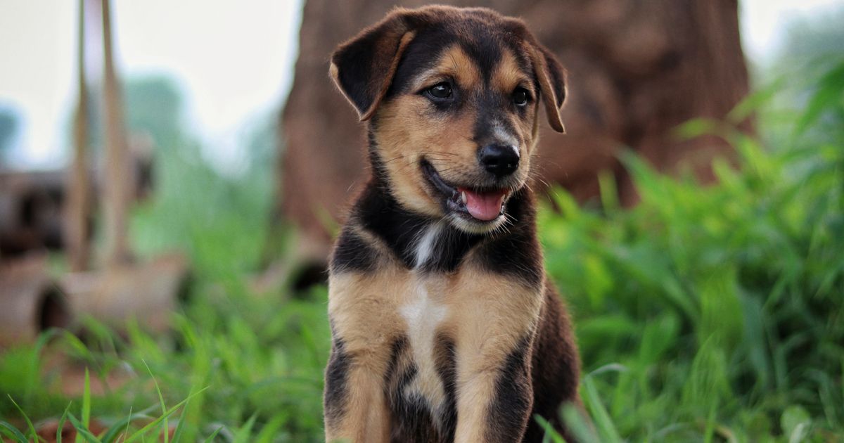 Chiot se déplaçant dans l’herbe