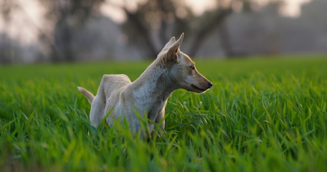 Chien observé pendant une promenade dans un pré