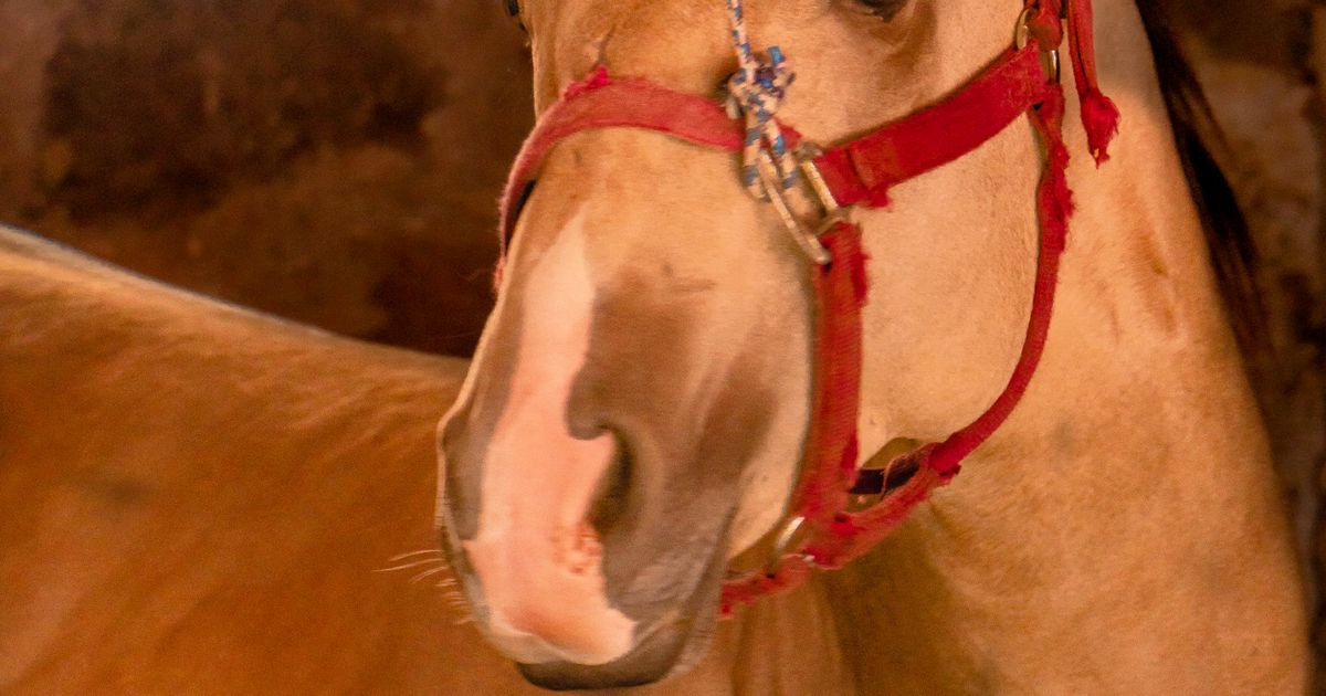 Portrait d’un cheval équipé de son licol