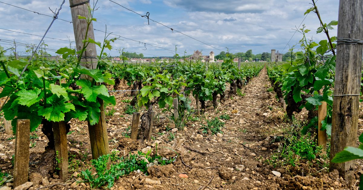 Vignoble de Bourgogne-Franche-Comté