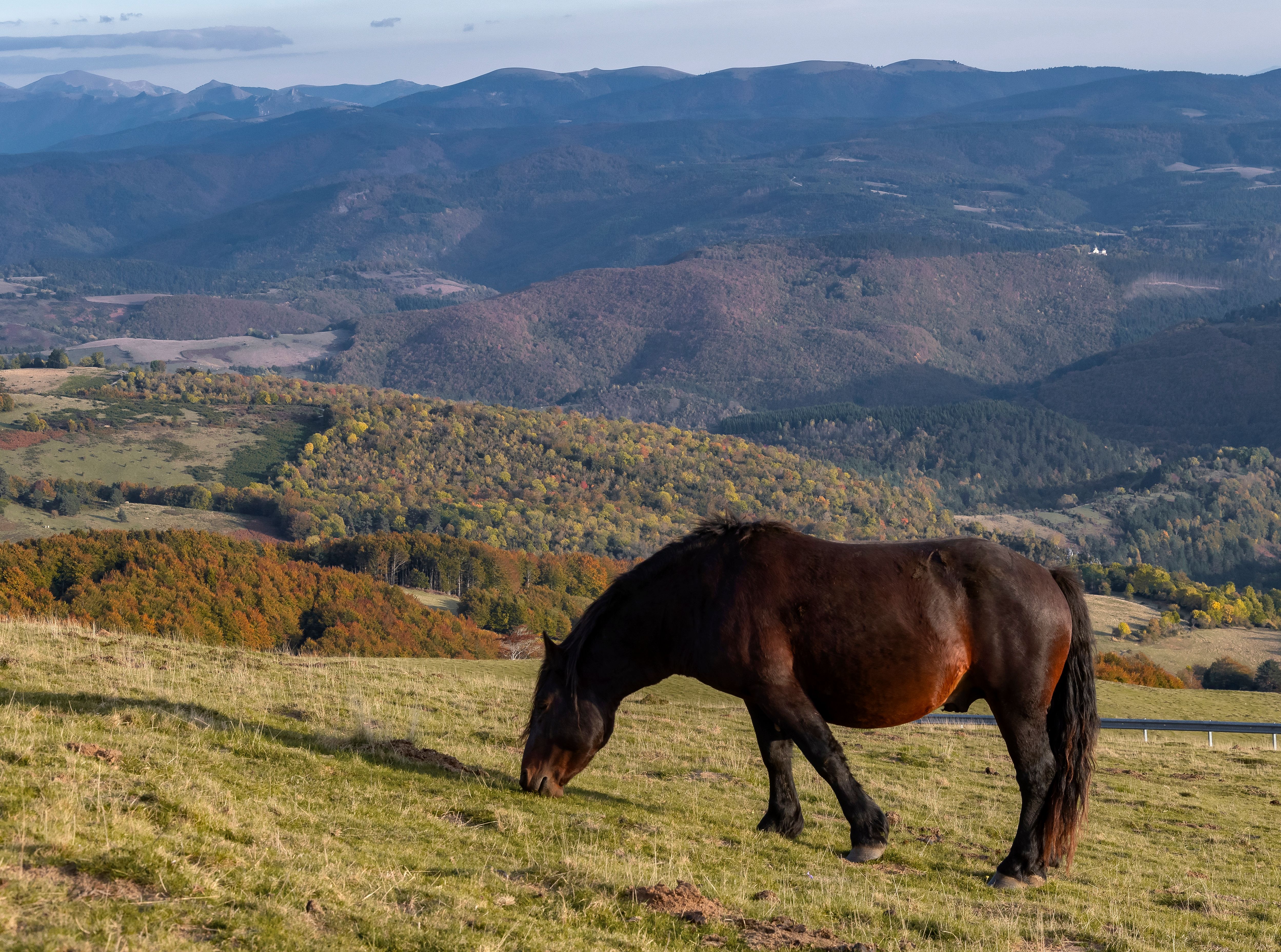 Osteopathe Animaux Cheval Vosges