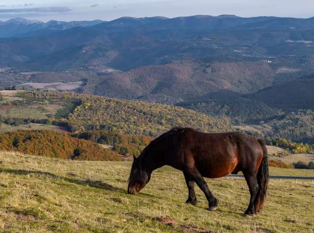 Osteopathe Animaux Cheval Vosges