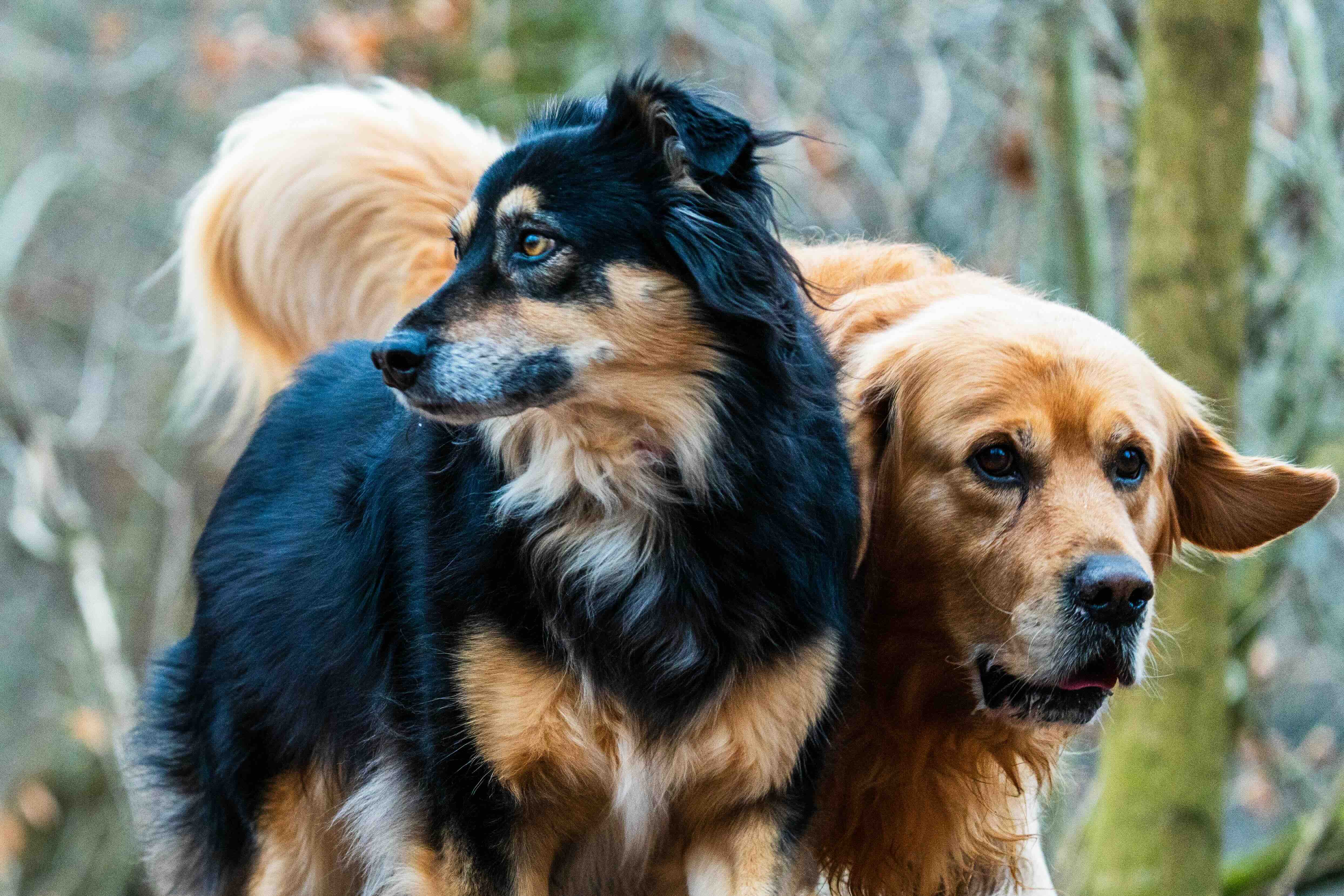 Des chiens dans les bois