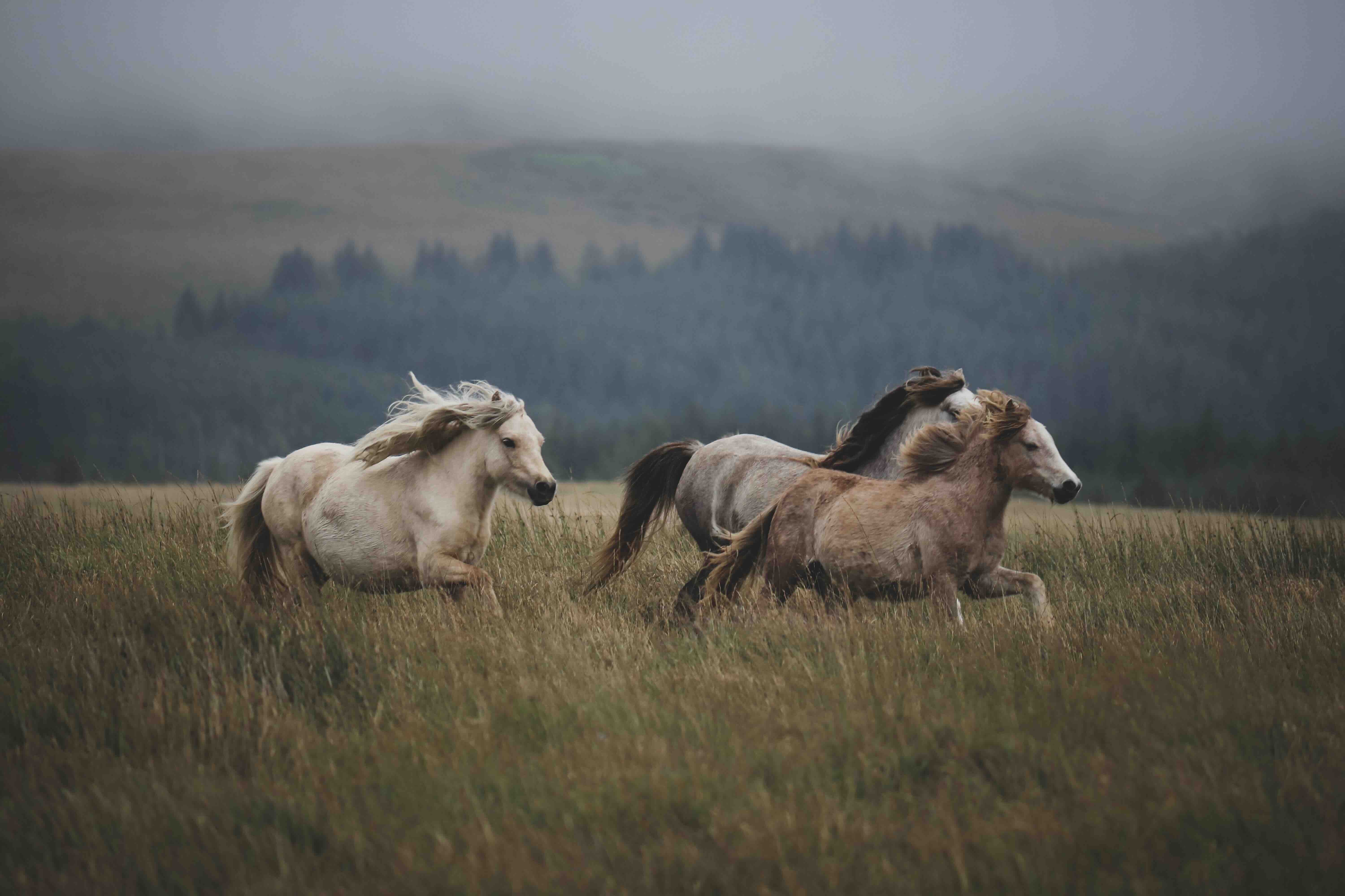 Chevaux au galop