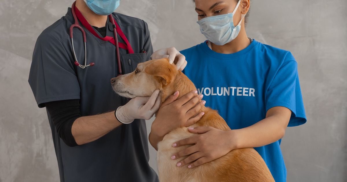 Examen attentif d’un chien dans une clinique vétérinaire
