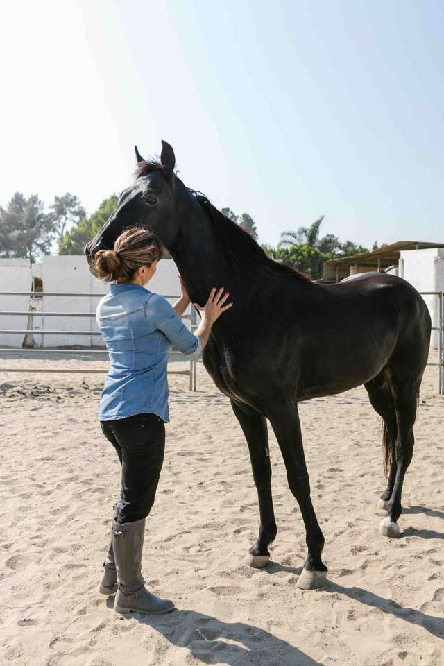 Seance osteopathe animaux