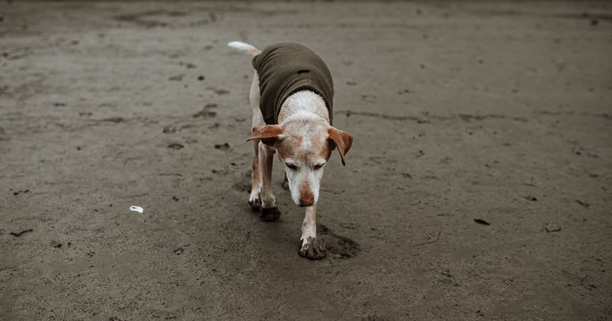Chien âgé marchant prudemment en extérieur